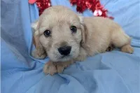Sunny, a male Golden Retriever and Cavalier King Charles Spaniel for sale in Spencerville, IN – Photo 2 of 9