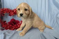 Rose, a female Golden Retriever and Cavalier King Charles Spaniel for sale in Spencerville, IN – Photo 4 of 9