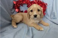 Rose, a female Golden Retriever and Cavalier King Charles Spaniel for sale in Spencerville, IN – Photo 6 of 9