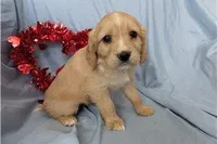 Rose, a female Golden Retriever and Cavalier King Charles Spaniel for sale in Spencerville, IN – Photo 2 of 9