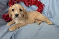 Rose, a female Golden Retriever and Cavalier King Charles Spaniel for sale in Spencerville, IN – Photo 3 of 9