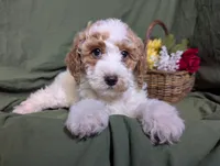 Nina , a female Poodle - Toy  and Poodle - Standard  for sale in Spencerville, IN – Photo 1 of 10