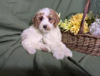 Nina , a female Poodle - Toy  and Poodle - Standard  for sale in Spencerville, IN – Photo 10 of 10