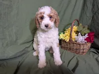 Nina , a female Poodle - Toy  and Poodle - Standard  for sale in Spencerville, IN – Photo 8 of 10