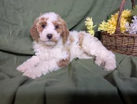 Nina , a female Poodle - Toy  and Poodle - Standard  for sale in Spencerville, IN – Photo 9 of 10