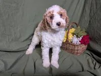 Nina , a female Poodle - Toy  and Poodle - Standard  for sale in Spencerville, IN – Photo 7 of 10