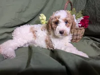 Nina , a female Poodle - Toy  and Poodle - Standard  for sale in Spencerville, IN – Photo 4 of 10