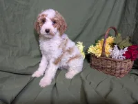 Nina , a female Poodle - Toy  and Poodle - Standard  for sale in Spencerville, IN – Photo 6 of 10