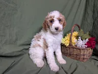 Nina , a female Poodle - Toy  and Poodle - Standard  for sale in Spencerville, IN – Photo 3 of 10