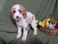 Nina , a female Poodle - Toy  and Poodle - Standard  for sale in Spencerville, IN – Photo 5 of 10