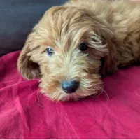 Hudson, a male Cavapoo for sale in Spencerville, IN – Photo 1 of 3