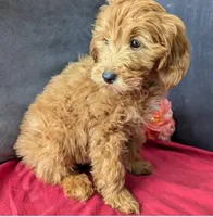 Hudson, a male Cavapoo for sale in Spencerville, IN – Photo 2 of 3