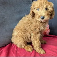 Hudson, a male Cavapoo for sale in Spencerville, IN – Photo 3 of 3