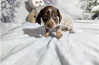 Jeff, a male Miniature Dachshund for sale in Spencerville, IN – Photo 7 of 7