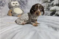 Jeff, a male Miniature Dachshund for sale in Spencerville, IN – Photo 3 of 7