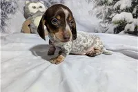 Jeff, a male Miniature Dachshund for sale in Spencerville, IN – Photo 4 of 7