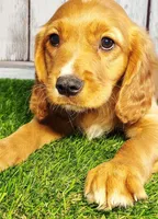 Jasper, a male Golden Retriever and Cavalier King Charles Spaniel for sale in Spencerville, IN – 3 of 3