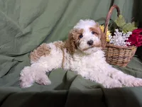 Theo, a male Poodle - Toy  and Poodle - Standard  for sale in Spencerville, IN – Photo 6 of 10