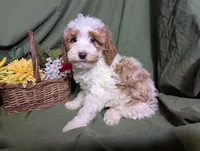 Theo, a male Poodle - Toy  and Poodle - Standard  for sale in Spencerville, IN – Photo 8 of 10