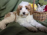 Theo, a male Poodle - Toy  and Poodle - Standard  for sale in Spencerville, IN – Photo 5 of 10