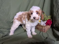 Theo, a male Poodle - Toy  and Poodle - Standard  for sale in Spencerville, IN – Photo 4 of 10