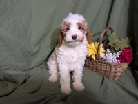 Theo, a male Poodle - Toy  and Poodle - Standard  for sale in Spencerville, IN – Photo 1 of 10