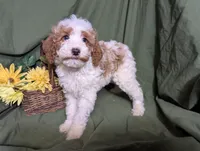 Theo, a male Poodle - Toy  and Poodle - Standard  for sale in Spencerville, IN – Photo 3 of 10