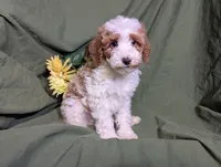 Theo, a male Poodle - Toy  and Poodle - Standard  for sale in Spencerville, IN – Photo 2 of 10