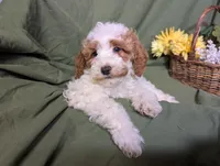 Theo, a male Poodle - Toy  and Poodle - Standard  for sale in Spencerville, IN – Photo 9 of 10
