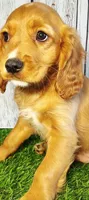 Jasper, a male Golden Retriever and Cavalier King Charles Spaniel for sale in Spencerville, IN – 2 of 3