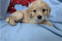 Deputy, a male Golden Retriever and Cavalier King Charles Spaniel for sale in Spencerville, IN – Photo 8 of 9