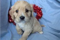 Deputy, a male Golden Retriever and Cavalier King Charles Spaniel for sale in Spencerville, IN – Photo 4 of 9