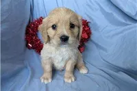 Deputy, a male Golden Retriever and Cavalier King Charles Spaniel for sale in Spencerville, IN – Photo 3 of 9