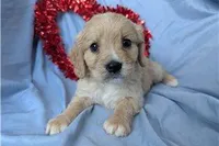 Deputy, a male Golden Retriever and Cavalier King Charles Spaniel for sale in Spencerville, IN – Photo 7 of 9