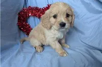 Deputy, a male Golden Retriever and Cavalier King Charles Spaniel for sale in Spencerville, IN – Photo 2 of 9