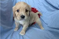 Deputy, a male Golden Retriever and Cavalier King Charles Spaniel for sale in Spencerville, IN – Photo 5 of 9