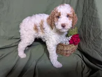 Prince, a male Poodle - Toy  and Poodle - Standard  for sale in Spencerville, IN – Photo 4 of 9