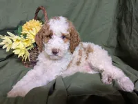 Prince, a male Poodle - Toy  and Poodle - Standard  for sale in Spencerville, IN – Photo 3 of 9
