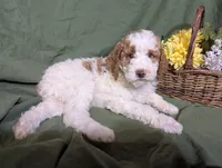 Prince, a male Poodle - Toy  and Poodle - Standard  for sale in Spencerville, IN – Photo 6 of 9