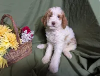 Prince, a male Poodle - Toy  and Poodle - Standard  for sale in Spencerville, IN – Photo 9 of 9