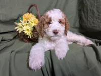Prince, a male Poodle - Toy  and Poodle - Standard  for sale in Spencerville, IN – Photo 8 of 9