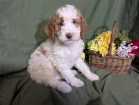Prince, a male Poodle - Toy  and Poodle - Standard  for sale in Spencerville, IN – Photo 5 of 9