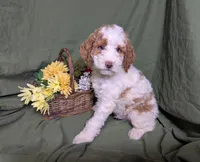 Prince, a male Poodle - Toy  and Poodle - Standard  for sale in Spencerville, IN – Photo 2 of 9