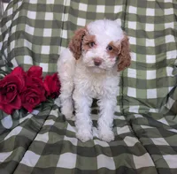 Lady, a female Poodle - Toy  and Poodle - Standard  for sale in Spencerville, IN – Photo 2 of 8