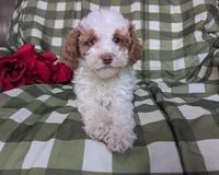 Lady, a female Poodle - Toy  and Poodle - Standard  for sale in Spencerville, IN – Photo 6 of 8