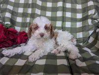 Lady, a female Poodle - Toy  and Poodle - Standard  for sale in Spencerville, IN – Photo 8 of 8