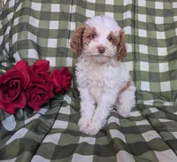 Lady, a female Poodle - Toy  and Poodle - Standard  for sale in Spencerville, IN – Photo 4 of 8