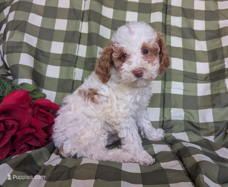 Lady, a female Poodle - Toy  and Poodle - Standard  for sale in Spencerville, IN – Photo 1 of 8