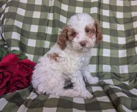 Lady, a female Poodle - Toy  and Poodle - Standard  for sale in Spencerville, IN – Photo 1 of 8