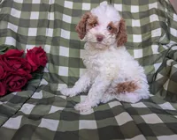 Lady, a female Poodle - Toy  and Poodle - Standard  for sale in Spencerville, IN – Photo 5 of 8